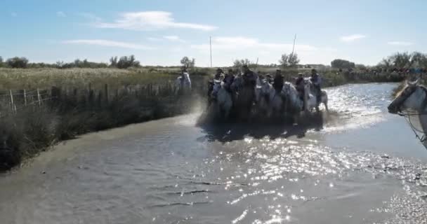 莫特斯 坎普瑞尔 法属波利尼西亚 卡迪安或牛群骑着骆驼骑着野牛穿过沼泽地 — 图库视频影像