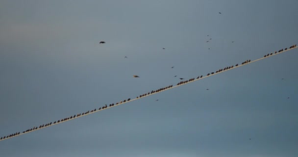 Una Bandada Estorninos Europeos Sturnus Vulgaris Descansan Sobre Cables Aéreos — Vídeo de stock