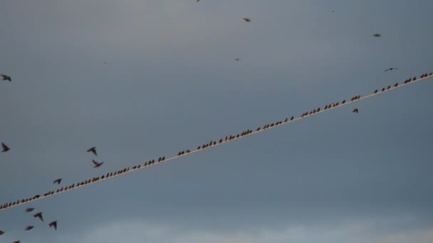 Ein Schwarm Stare Sturnus Vulgaris Brütet Auf Oberleitungen Occitanie Frankreich — Stockvideo