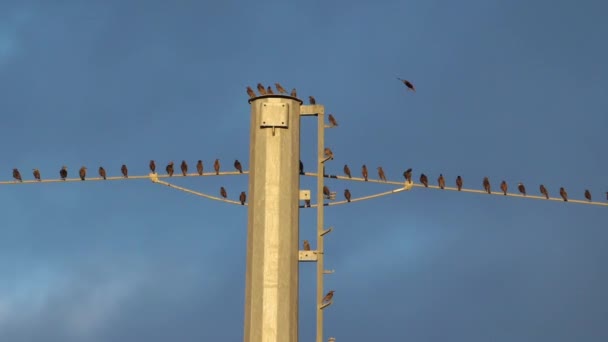 Flock Europeiska Starar Sturnus Vulgaris Vilar Luftledningar Occitanie Frankrike — Stockvideo