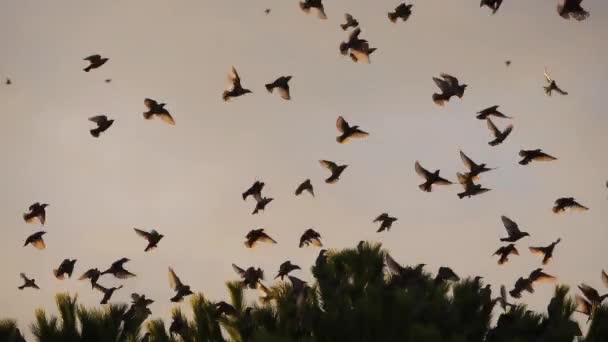 Flock Birds Starlings Sturnus Vulgaris Surrounding Sleeping Tree — Stock Video