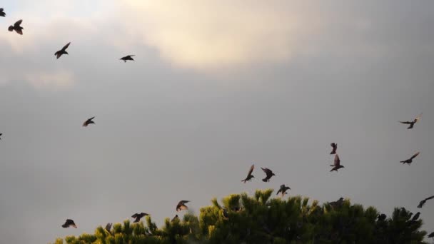 Stado Ptaków Szpaki Sturnus Vulgaris Otaczające Ich Drzewko Nasenne — Wideo stockowe