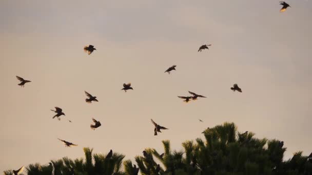 成群结队的鸟 在它们的睡眠树周围的Starlings Sturnus Vulgaris — 图库视频影像