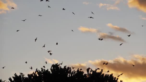 Uyuyan Ağaçlarını Kuşatan Kuş Sürüsü Sturnus Vulgaris — Stok video