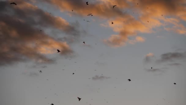 Stádo Ptáků Starlingové Sturnus Vulgaris Obklopující Jejich Spící Strom — Stock video