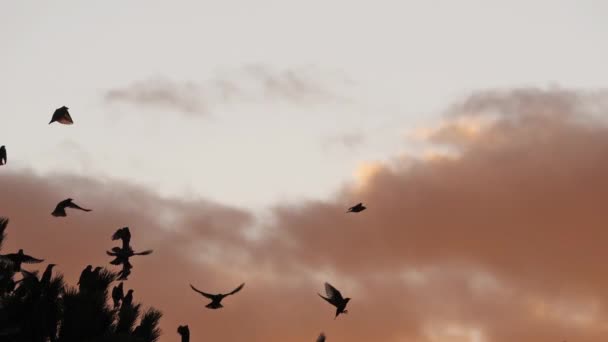 Σμήνη Πτηνών Starlings Sturnus Vulgaris Που Περιβάλλουν Κοιμώμενο Δέντρο Τους — Αρχείο Βίντεο