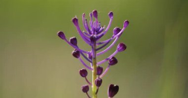 Leopoldia komandosu. Muscari genellikle püskül sümbülü ya da püskül üzümü sümbülü olarak adlandırılan çayırlarda yetişen yabani bir çiçektir.