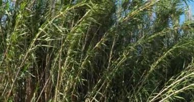 Sazlıklar (Phragmitler) rüzgarda sallanıyor