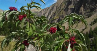 Crevoux Vadisi, Embrun, Hautes Alpes Departmanı, Fransa. Ön planda yabani bir bitki, Sambucus racemosa, yaygın olarak bilinen adıyla kırmızı elderberry ve kırmızı böğürtlenli yaşlı.