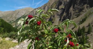 Crevoux Vadisi, Embrun, Hautes Alpes Departmanı, Fransa. Ön planda yabani bir bitki, Sambucus racemosa, yaygın olarak bilinen adıyla kırmızı elderberry ve kırmızı böğürtlenli yaşlı.