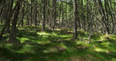 Crevoux Vadisi, Embrun, Hautes Alpes Departmanı, Fransa. Crevoux Vadisi 'ndeki Larix desidua Ormanı, Avrupa tarlası.