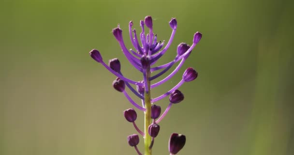 Leopoldia Comosa Muscari Vild Blomma Som Växer Ängarna Vanligtvis Kallas — Stockvideo