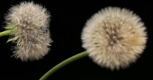 Paardebloem Kop Bestaat Uit Tal Van Kleine Bloemetjes — Stockvideo