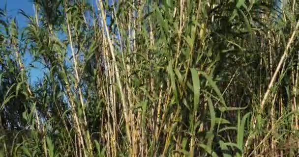 Palhetas Phragmites Acenando Vento — Vídeo de Stock