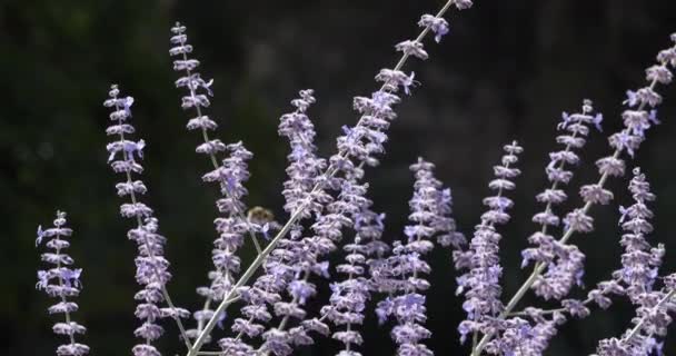 Perovskia Jest Rodzajem Roślin Kwitnących Mięcie Lamiaceae — Wideo stockowe