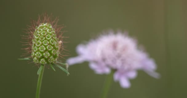 Flor Silvestre Llamada Scabiosa También Conocida Como Scabious — Vídeos de Stock