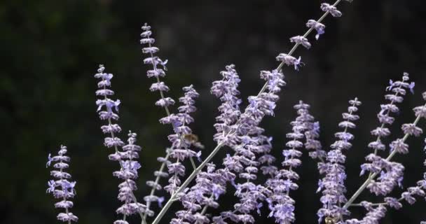 Perovskia Jest Rodzajem Roślin Kwitnących Mięcie Lamiaceae — Wideo stockowe