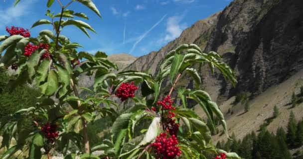 Valle Crevoux Embrun Departamento Hautes Alpes Francia Primer Plano Encuentra — Vídeo de stock