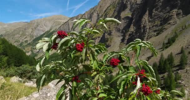 Crevoux Völgy Embrun Hautes Alpes Megye Franciaország Előtérben Van Egy — Stock videók