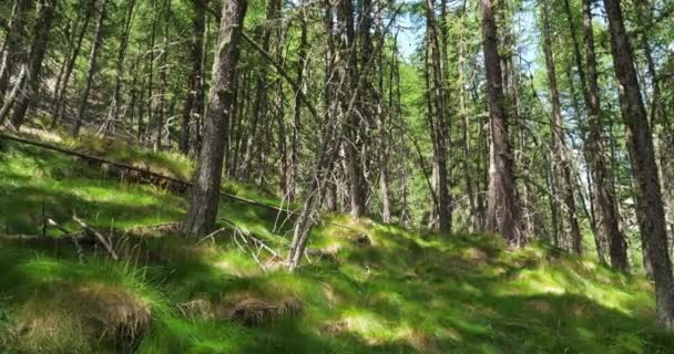 Crevouxdalen Embrun Hautes Alpes Departement Frankrike Forest Larix Decidua Europeisk — Stockvideo
