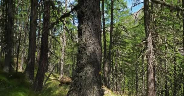 Het Crevoux Dal Embrun Departement Hautes Alpes Frankrijk Bos Van — Stockvideo