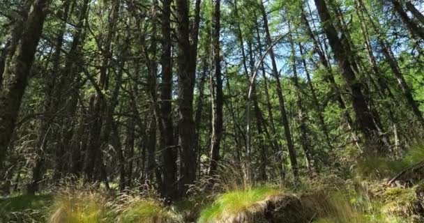 Vale Crevoux Embrun Hautes Alpes Departamento França Floresta Larix Decidua — Vídeo de Stock