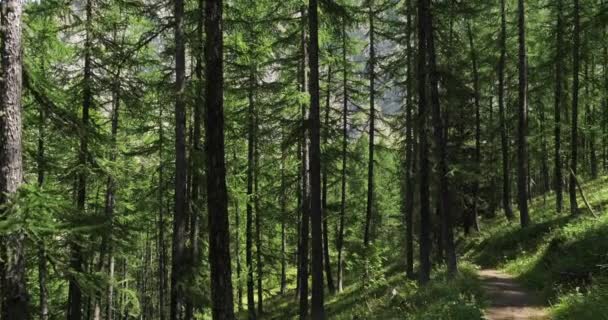 法国上阿尔卑斯省Embrun的Crevoux山谷 Crevoux山谷的欧洲落叶松Larix Decidua森林 — 图库视频影像
