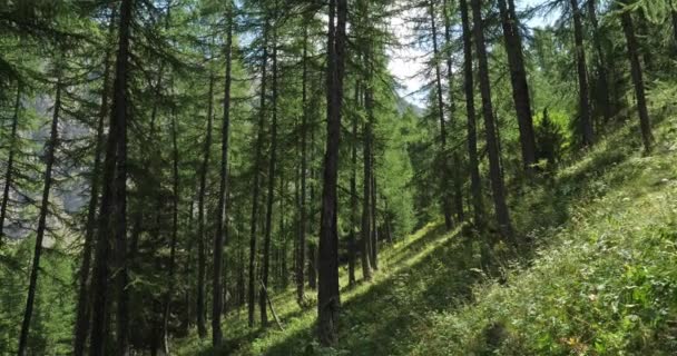 クレヴックス渓谷 エンブヌン オートアルプ部門 フランス クレヴックス渓谷にあるヨーロッパのカラマツの森 — ストック動画