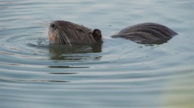 Coypu, Myocastor coypus, Camargue, Occitanie, Fransa 