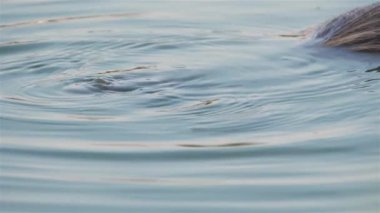 Coypu, Myocastor coypus, Camargue, Occitanie, Fransa 