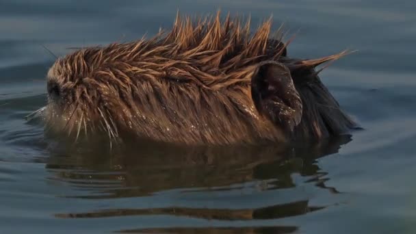 Coypu Myocastor Coypus Camargue Occitanie Francie — Stock video