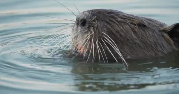 Coypu Myocastor Coypus Camargue Occitanie Francie — Stock video