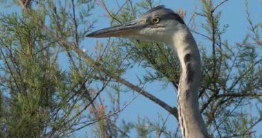 Gri balıkçıl, Ardea Cinerea, Camargue, Fransa