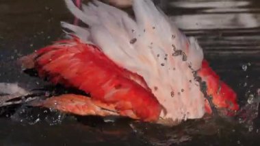 Büyük Flamingolar, Phoenicopterus gülü, Pont De Gau, Camargue, Fransa