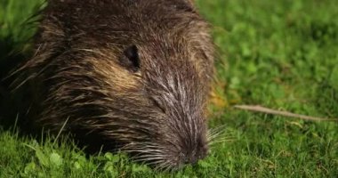 Coypu, Myocastor coypus, Camargue, Occitanie, Fransa 