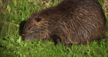 Coypu, Myocastor coypus, Camargue, Occitanie, Fransa 