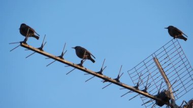 Avrupa sığırcıkları (Sturnus vulgaris) bir televizyon anteni üzerine tünemişlerdir.