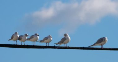 Bir grup siyah başlı martı. Kroicocephalus ridibundus