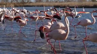 Büyük Flamingolar, Phoenicopterus gülü, Pont De Gau, Camargue, Fransa