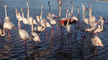 Büyük Flamingolar, Phoenicopterus gülü, Pont De Gau, Camargue, Fransa