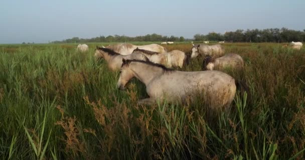 Vita Camargue Hästar Mare Med Föl Camargue Frankrike — Stockvideo