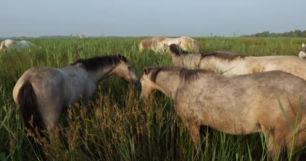 Białe Konie Camargue Mare Źrebięciem Camargue Francja — Wideo stockowe