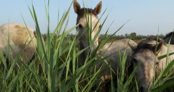 Weiße Camargue Pferde Stute Mit Fohlen Camargue Frankreich — Stockvideo