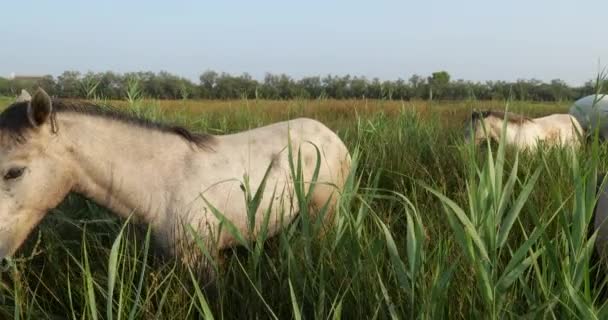 Białe Konie Camargue Mare Źrebięciem Camargue Francja — Wideo stockowe