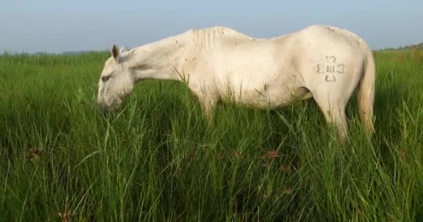White Camargue Horses Camargue Francia — Video Stock
