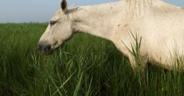 White Camargue Kuda Occitanie Perancis — Stok Video