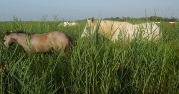 Weiße Camargue Pferde Fohlen Schilf — Stockvideo