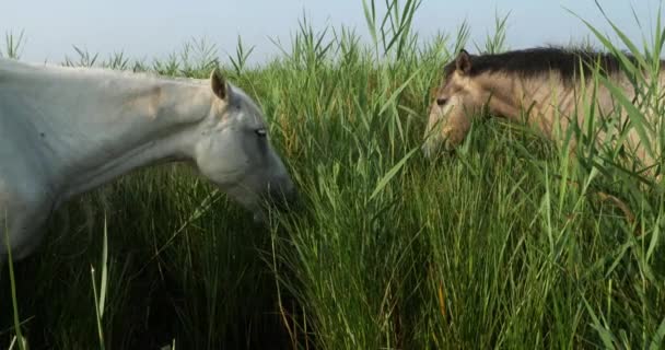 Weiße Camargue Pferde Fohlen Schilf — Stockvideo