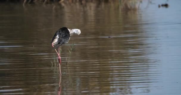 Pazur Czarnoskrzydły Himantopus Himantopus Camargue Francja — Wideo stockowe