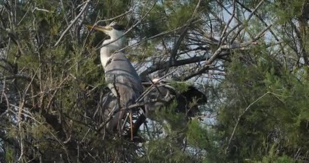 Grey Haron Ardea Cinerea Camargue Frankrijk — Stockvideo